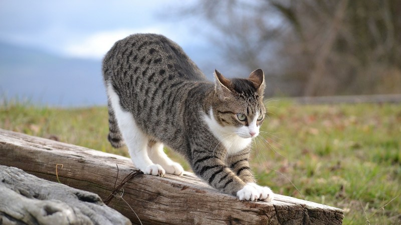 Кошка на природе