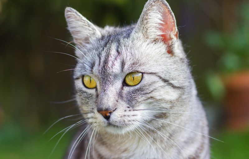 Светло серая кошка