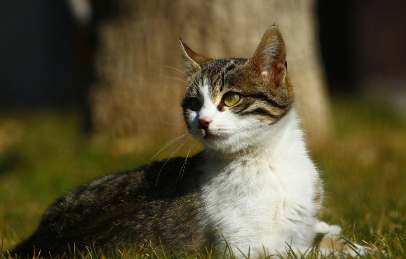 Серо белый котик