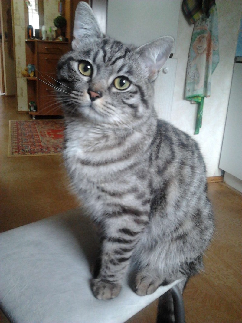 Сибирский кот короткошерстный дымчатый