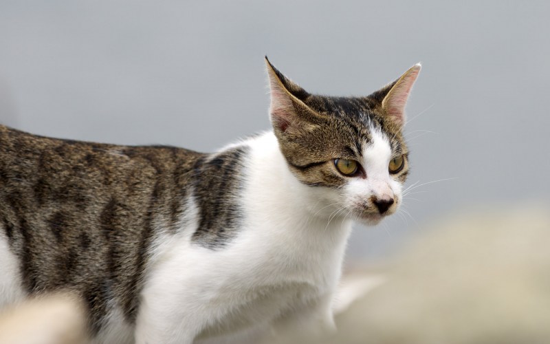 Бело коричневая кошка