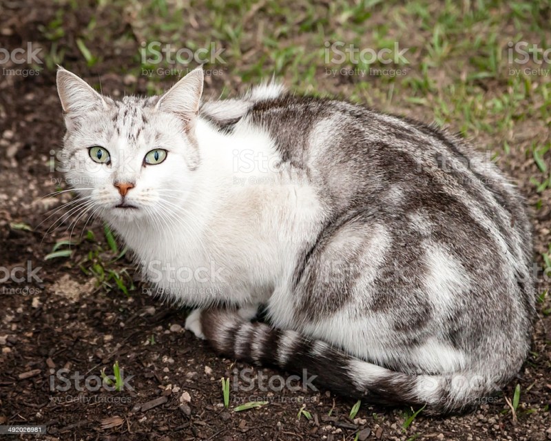 Белый кот с серыми полосками