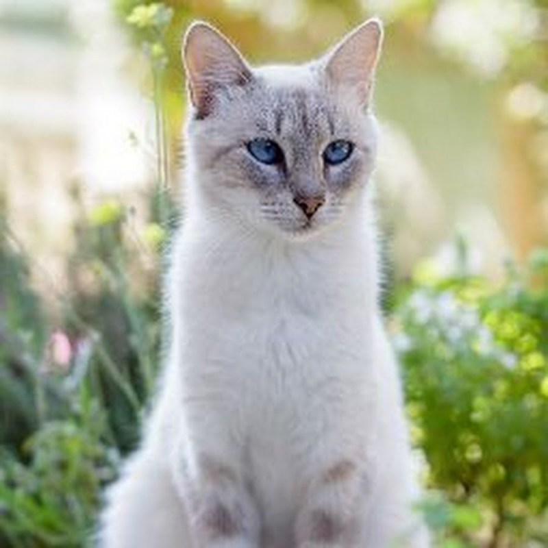 Бурмилла полосатая