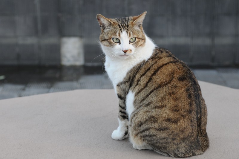 Бело коричневый кот