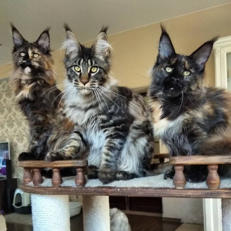 Гигантский кот Мейн кун