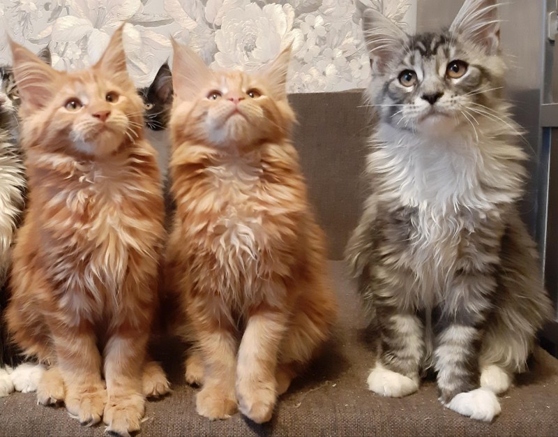 Максимус кот