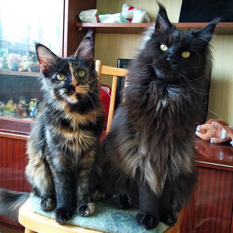 Как отличить котенка Мейн куна от обычного