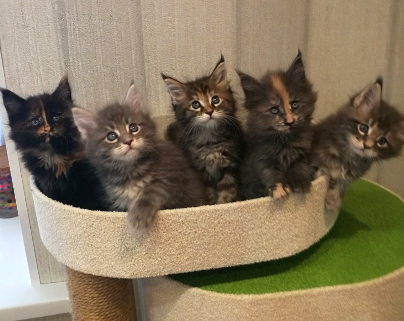Котёнок 3 месяца Мейн кун сервй