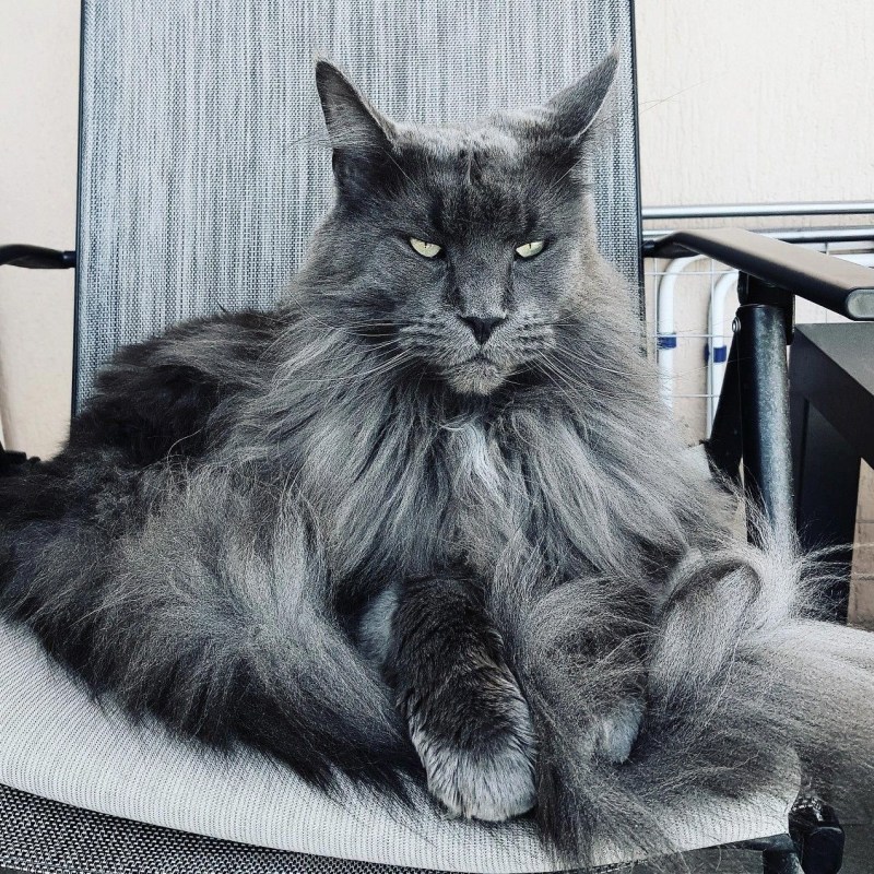 Мейн кун и британец