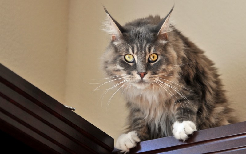 ГРИНХАУС кошки кошек