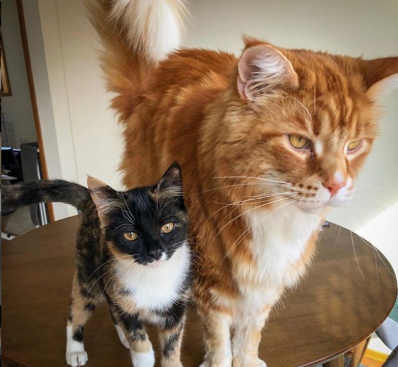 Курдюк у Мейн куна кота