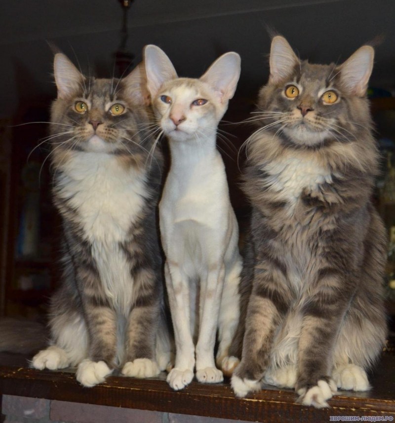 Кот и кошка Мейн кун