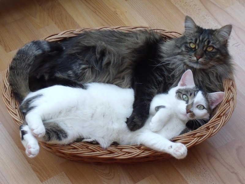 Мейеун и обычная кошка