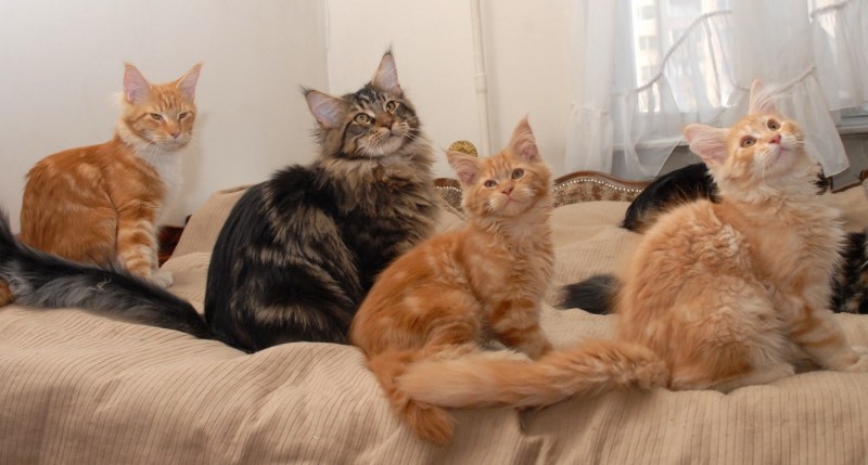 Кот на стероидах