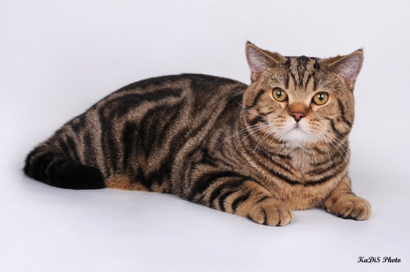 Скоттиш страйт мраморный