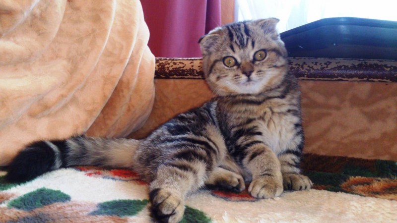 Спинки котят мрамор на золоте