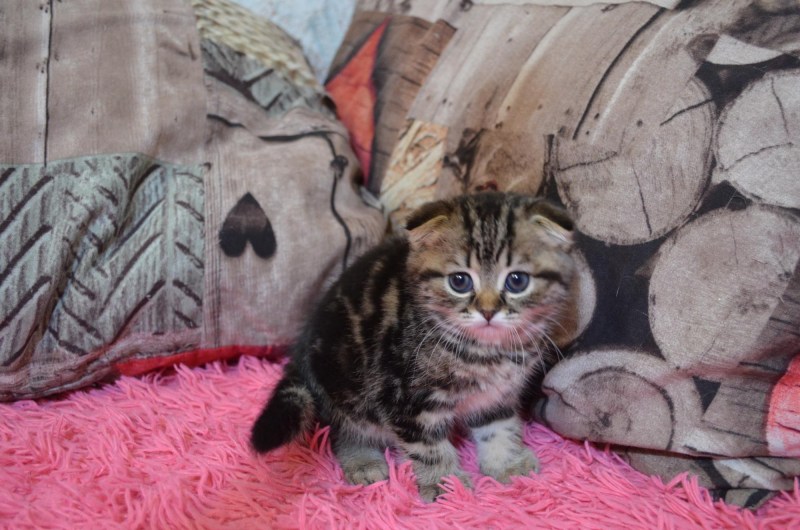 Шотландский эксклюзив кошка
