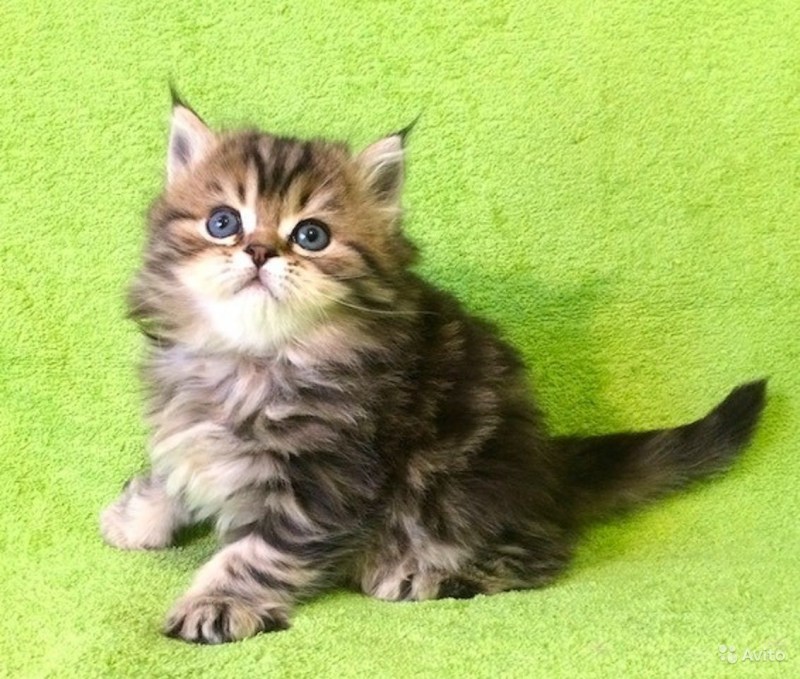 Шотландская скоттиш страйт табби