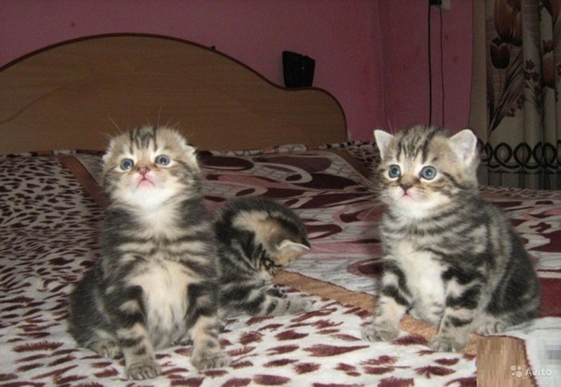 Скоттиш-фолд Шотландская вислоухая кошка мраморный окрас