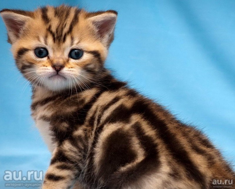 Британская кошка табби мраморный