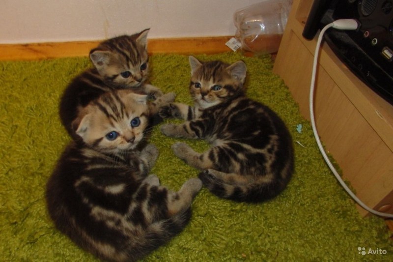Котята чёрный мрамор на золоте