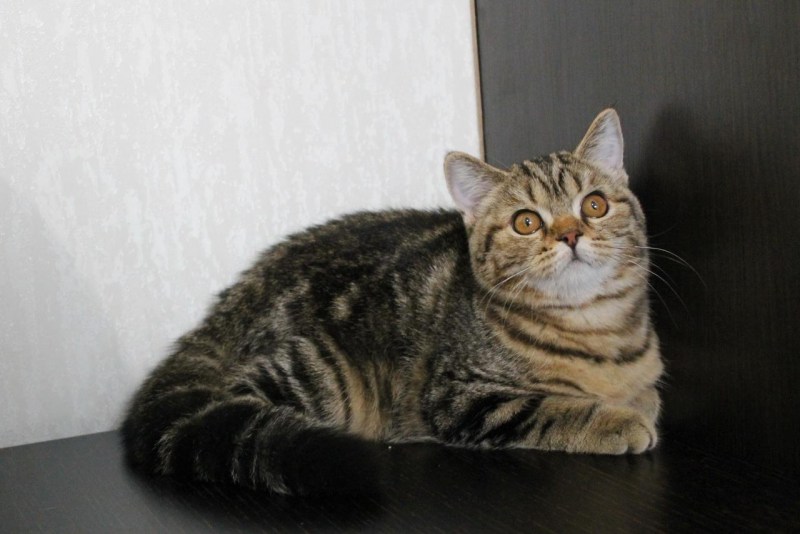 Котята Шотландские прямоухие черный мрамор