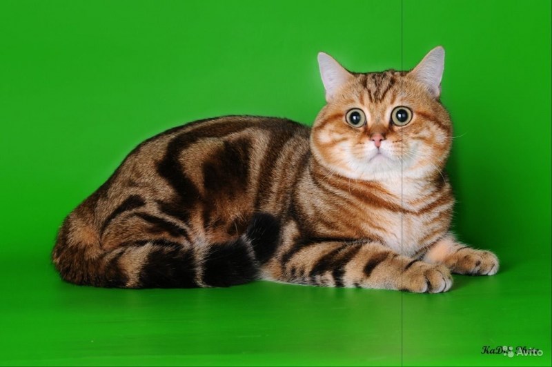 Британец котенок мраморный золотой