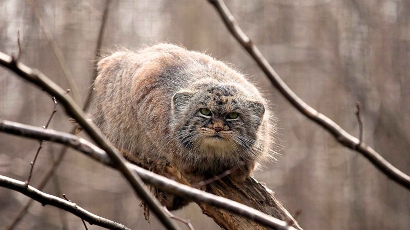 Манул Забайкальский