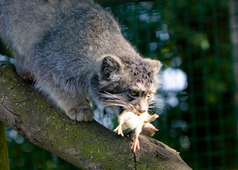 Кот Манул