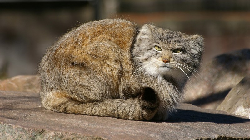 Лесной кот Манул