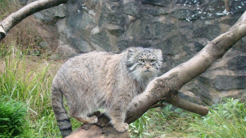Горный кот Манул