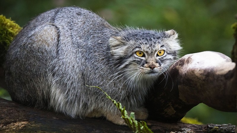 Сибирский дикий кот Манул