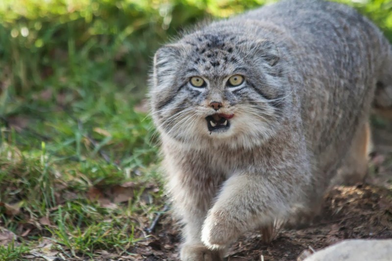 Кот Манул