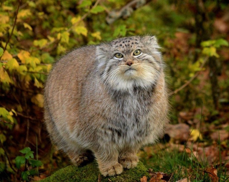 Сибирский дикий кот Манул