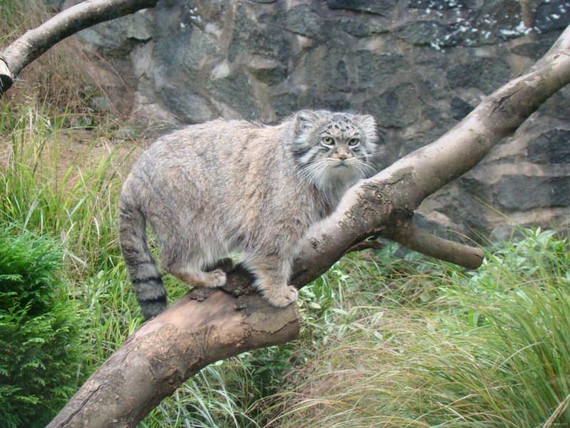Дальневосточный кот Манул