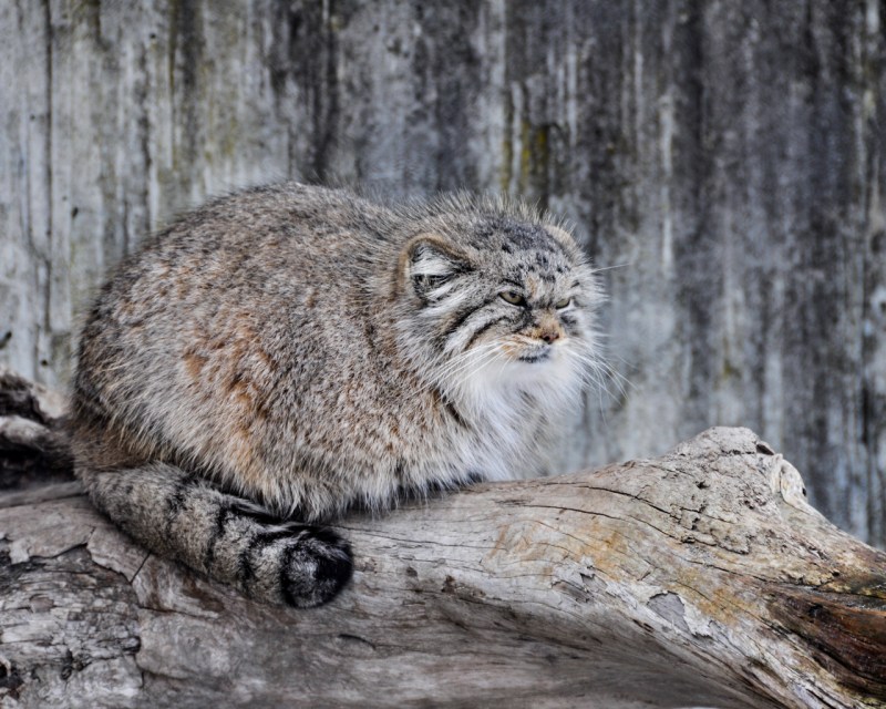 Кот Манул злой
