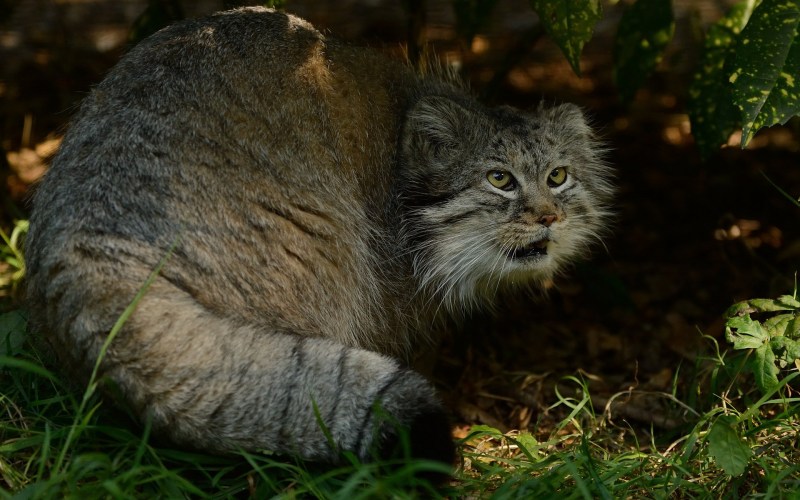 Монгольский кот Манул