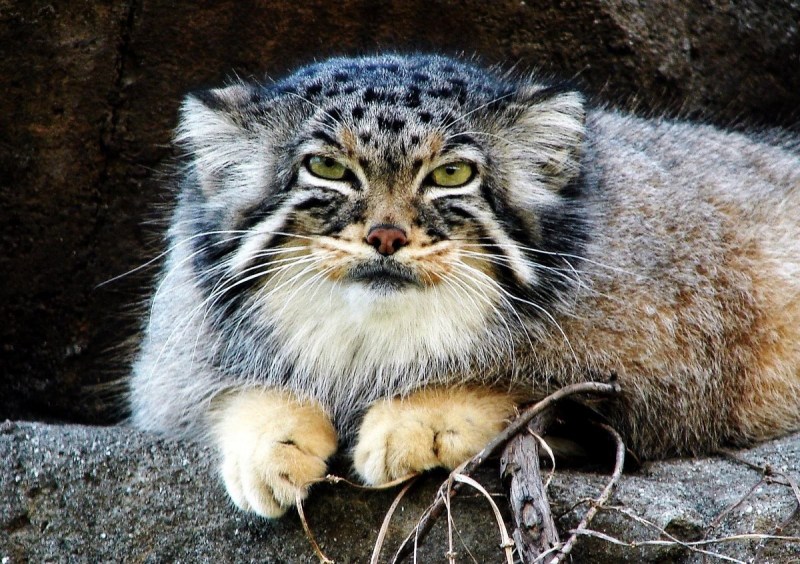 Горный кот Манул