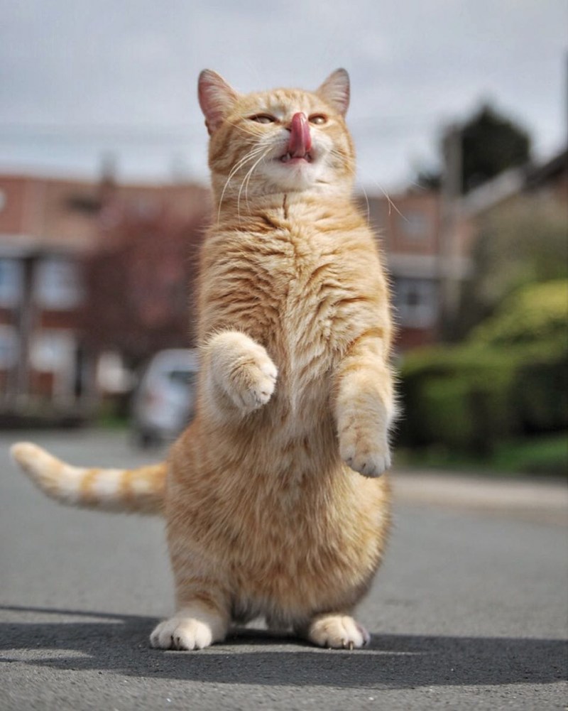 Коты на двух лапах