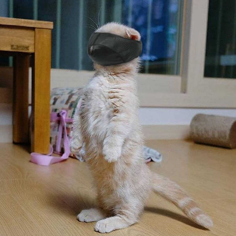 Кот стоящий на задних лапах