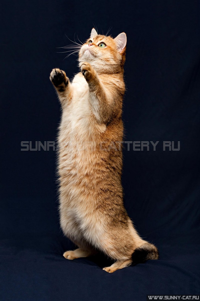 Шотландский котенок на задних лапках