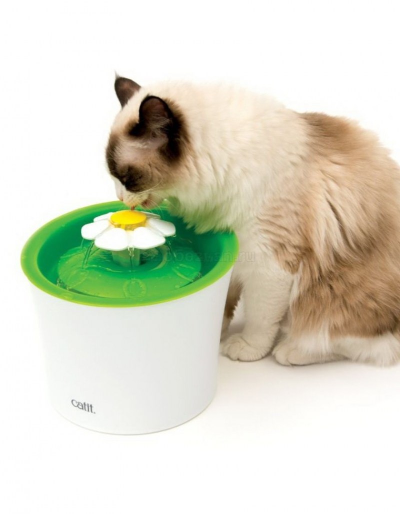 Hagen Catit senses 2.0