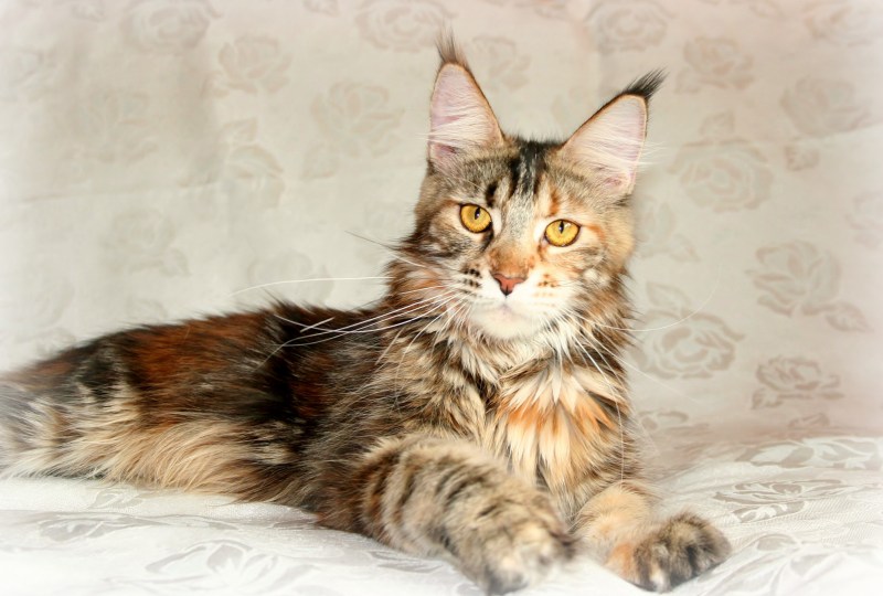 Мейкун кошка короткошерстная