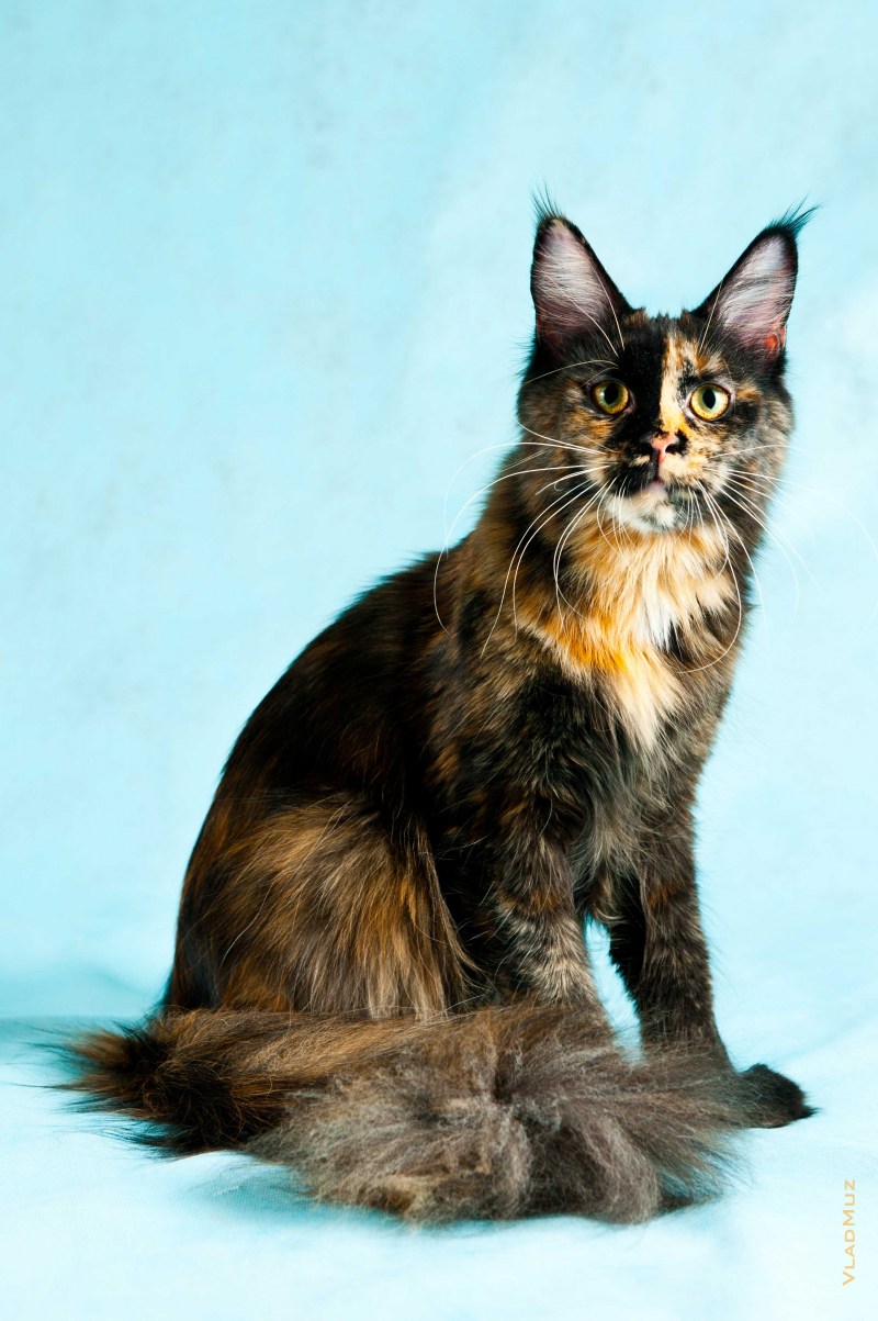 Вася Сибирский кот