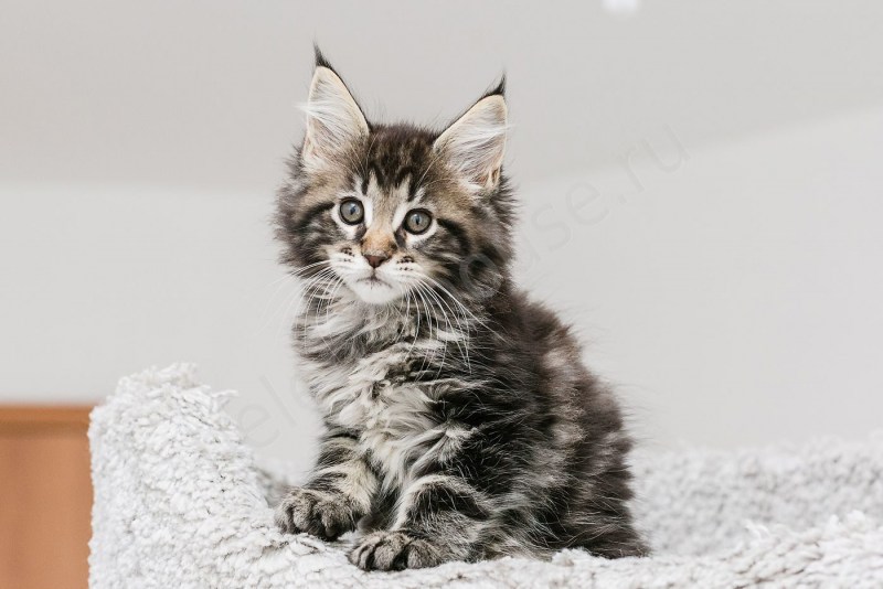 Кот Мейн кун