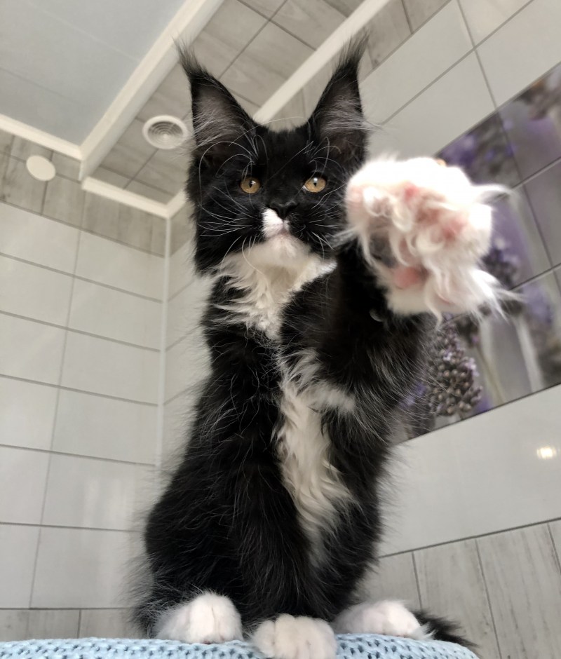 Коты Мейн кун 6 лапы