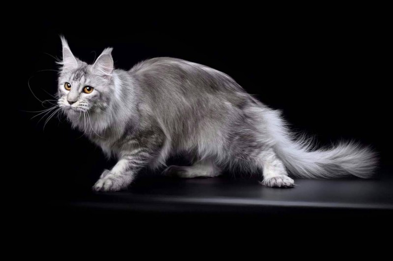 Кот Мейн кун