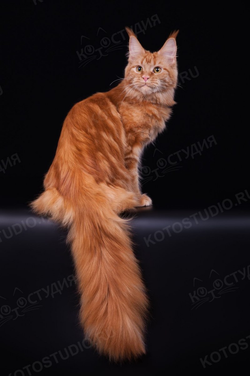 Рыжий кот Мейн кун