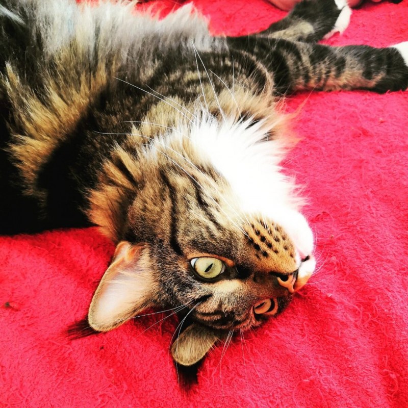Лапы у Мейн кунов котят