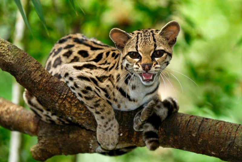 Рыжая пятнистая кошка Prionailurus rubiginosus